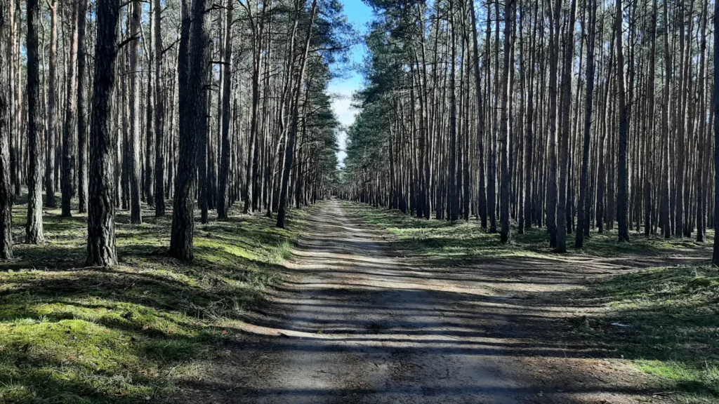22 04 10 Waldweg 1024x576