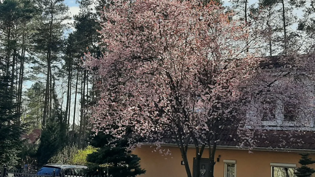 22 04 10 Zierkirsche 1024x576