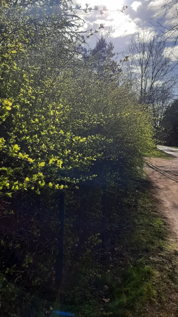 22 04 10 Zierkirsche2 576x1024