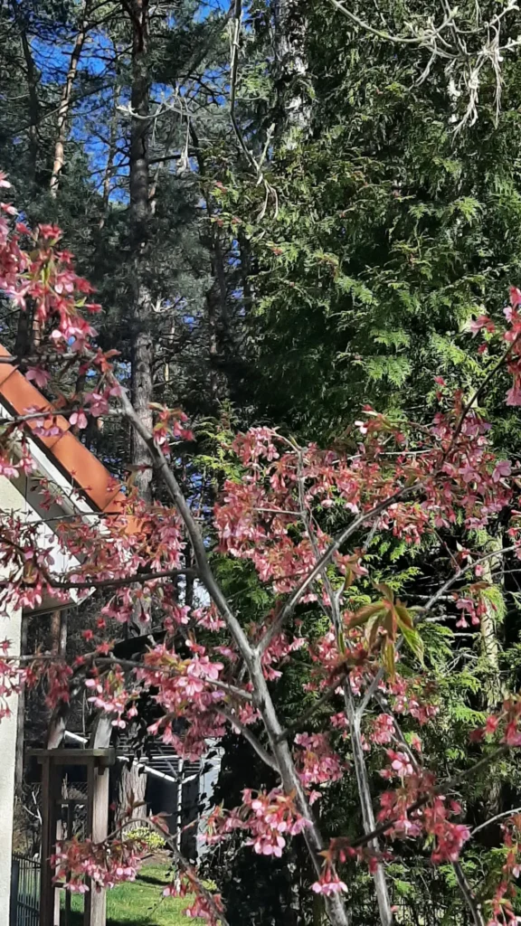 22 04 10 Zierkirsche4 576x1024
