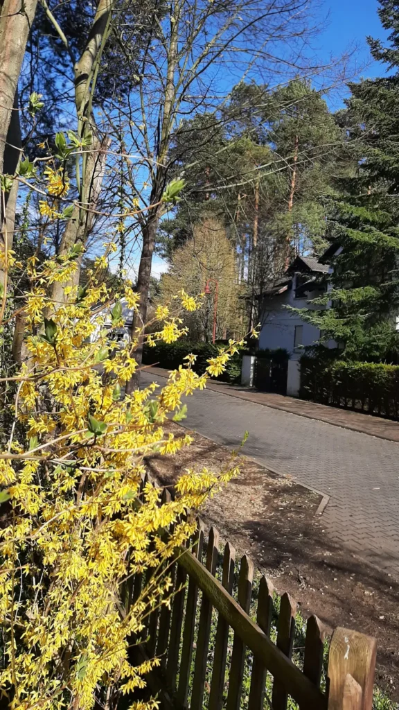 22 04 10 Zierkirsche5 576x1024