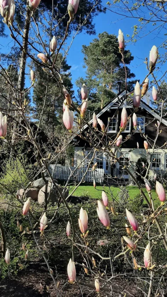 22 04 10 Zierkirsche6 576x1024